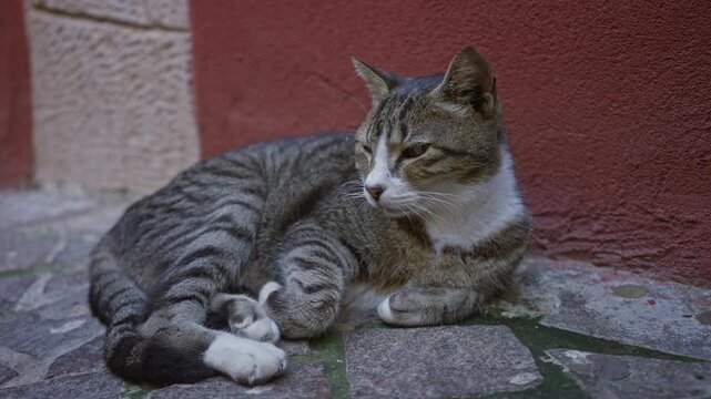 Tabby cat lying on cobblestone street beside red plaster wall and stone column on cool paving stones; calm contentment.