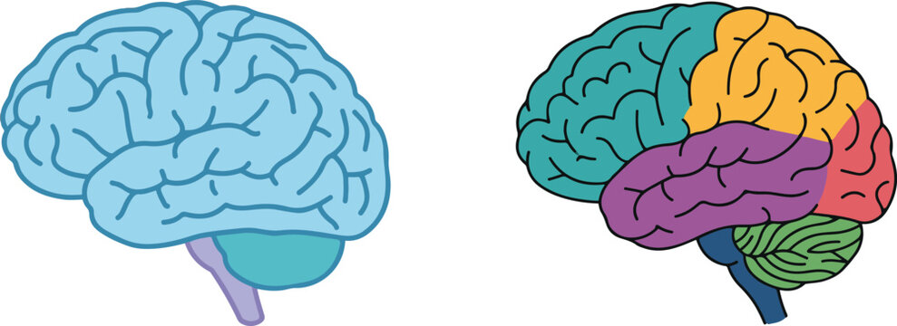 Vector illustration of two human brains side by side&mdash;one in a single color and the other color-coded by regions&mdash;highlighting anatomy and functional areas.