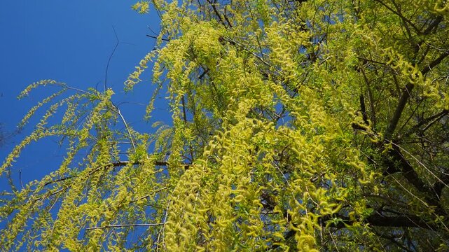 Willows, sallows and osiers, of genus Salix, comprise many species and numerous hybrids of typically deciduous trees and shrubs. They are primarily found on moist soils in cold and temperate regions.