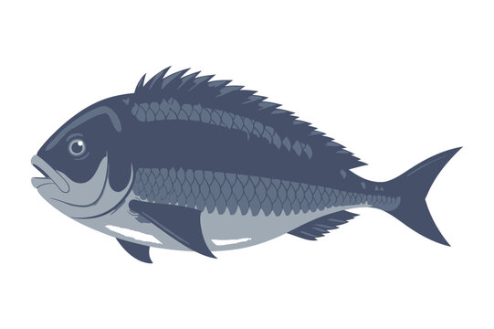Black sea bream fish illustration