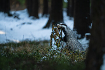 European badger (Meles meles) foraging by a wooden stump in a snowy winter forest © Rudolf