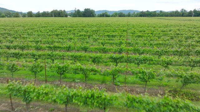 Vineyard near Jacksonville, OR - Drone