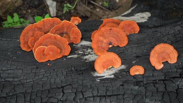 cogumelo na natureza
