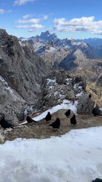 Alpine Choughs in the Snowy Dolomites, Italy &ndash; Vertical 4K