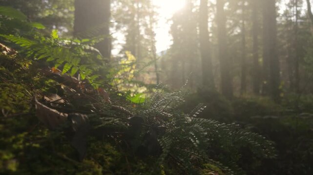Shimmering water droplets on lush green ferns and moss on a magical woodland forest floor during a fine sunshower, static close-up shot, graded