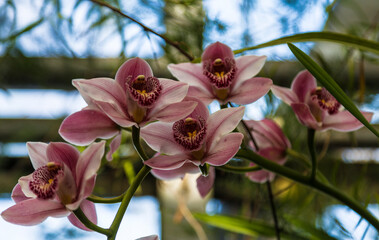 Close-up of a blooming pink Cymbidium orchid