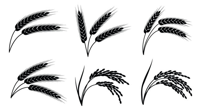 Black and white illustration of various wheat and rice stalks arranged on a white background