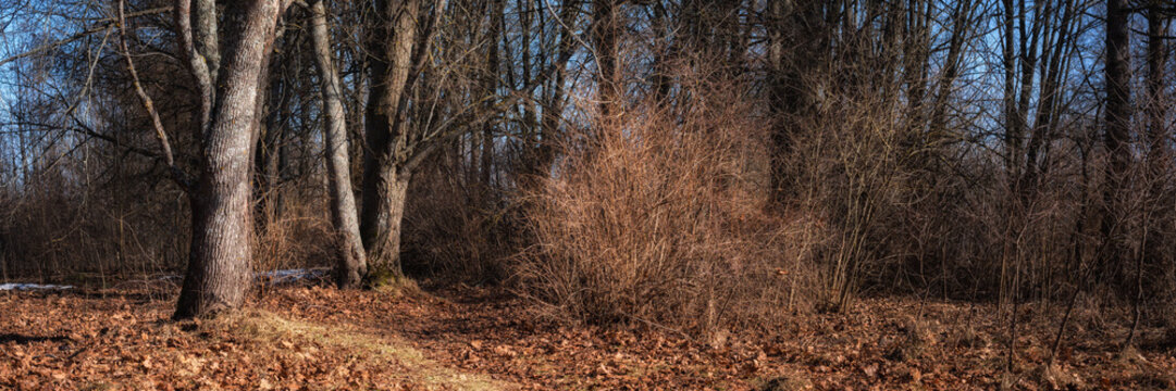 Early spring. A March day in a woodland or park with a patch of bare trees and last year's foliage in fine weather. A beautiful panoramic photo of the landscape in 3x1 format