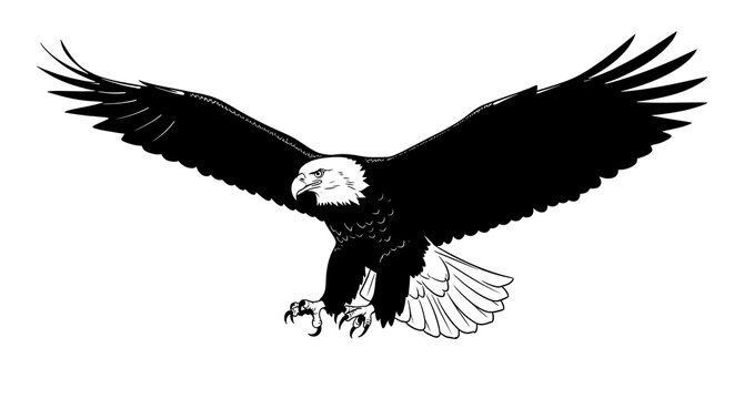 A large bird of prey with outstretched wings and sharp talons in a flying position shown