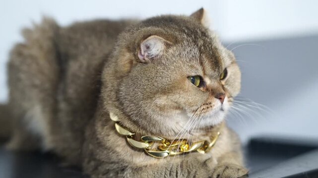 Chubby brown feline with short fur and golden fur, wearing luxury gold chain collar, calm and confident pet animal, British Shorthair cat with green eyes, relaxed indoors, adorable domestic cat