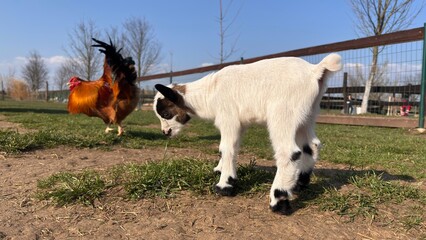 Obraz premium Traditional rural life with farm animals and poultry