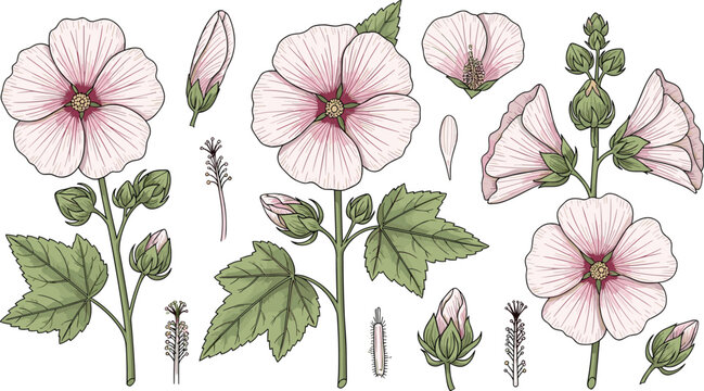 Hand drawn botanical flower collection with pink mallow blossoms, leaves, buds and stems in vintage engraving style vector illustration set
