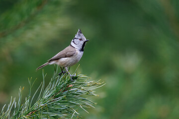 Adult male Crested tit (Lophophanes cristatus) on a pine branch. Side view, green blurred background, cloudy spring day, wildlife photography, copy space. © Mariia