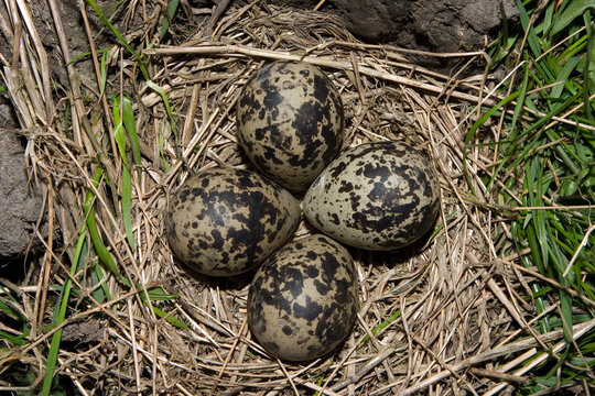 Northern Lapwing (Vanellus vanellus) nest (Eemdijk, the Netherlands)