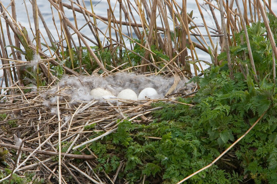 Nest with eggs of a Canada Goose (Eembrugge, the Netherlands)