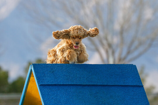 Cocker spaniel coming over the top of an agility a-frame