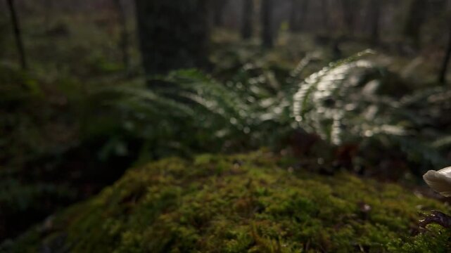 Mysterious white mushroom on a lush mossy boulder in a dark atmospheric woodland, revealing pan right, shallow depth of field, slow motion, graded