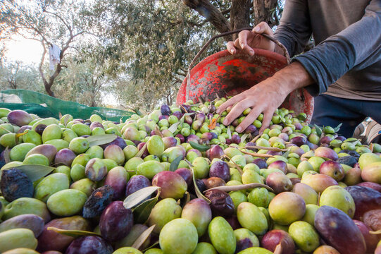 Olive harvesting, a farmer at work during harvest time in Sicily