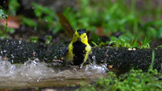 Yellow-cheeked Tit Bird Bathing in Shallow Forest Pool with Water Splashes