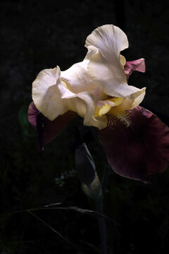 Fine art macro of a purple and yellow iris flower blooming against a dark, moody background.