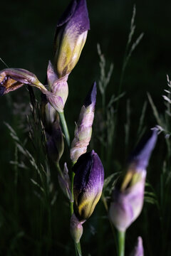 Fine art macro of purple and yellow iris buds emerging from darkness