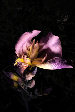 Fine art macro of a purple and yellow iris flower blooming against a dark, moody background.