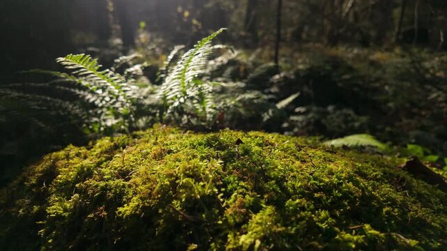 Beautiful textured moss on a round boulder illuminated by a golden sunbeam with a blurred swaying fern in a dark woodland, static shot, shallow depth of field, slow motion, graded