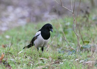 Obraz premium Adult Eurasian Magpie (Pica pica) standing on the ground among dry grass and green sprouts, showing its long tail.
