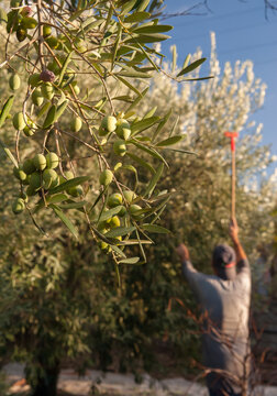 Olive harvest time in Sicily: pickers at work