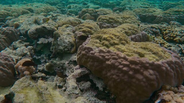 Close-up, forward movement over hard corals with bite marks inflicted by feeding Parrotfish on the inner reef. Flat-top on shallow water reef with multiple traces of teeth of coral-eating fishes.