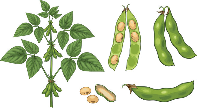 Soybean plant and pods collection with leaves seeds and green beans agricultural crop botanical vector illustration set