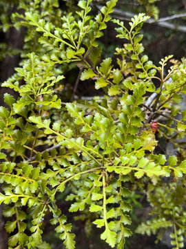 Celery Pine, also known as Phyllocladus trichomanoides, or Tanekaha, tree with seed cones, growing on Waiheke Island, New Zealand. Instead of leaves it has flattened stems known as phylloclades.  