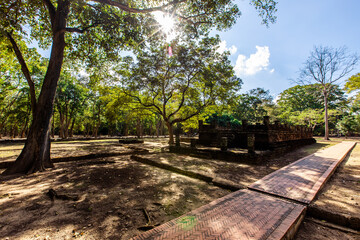 Fototapeta premium A natural backdrop of diverse trees growing along rivers or within historical parks provides a scenic view for tourists to admire along their journey.