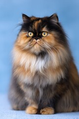 Fototapeta premium Fluffy persian tortoiseshell cat golden eyes sitting against blue background longhair calm portrait