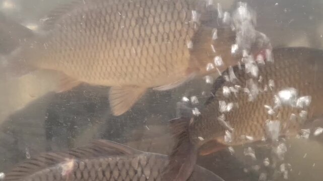 Close-up of a live common carp (Cyprinus carpio) swimming in an aerated water tank with rising air bubbles. Detailed scales and movement of the fish in supermarket aquarium