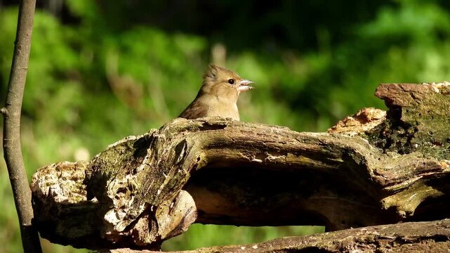 A Eurasian Chaffinch (Fringilla coelebs), specifically a male in its breeding plumage