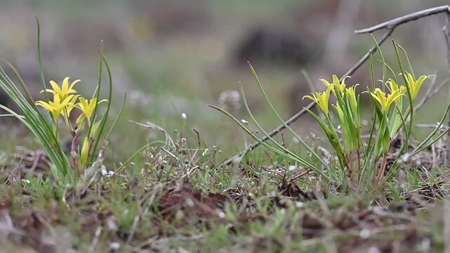 Gagea peduncularis is a species of wild plant belonging to the Liliaceae family. It is native to Italy, Greece, the Balkans, Turkey, Cyprus, and Libya. Gagea peduncularis is a bulbous perennial plant.