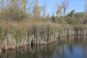 Obraz premium prairie marsh morning, trees, reeds (rushes) sport bright autumn colours in sunshine under clear blue sky (seasonal)