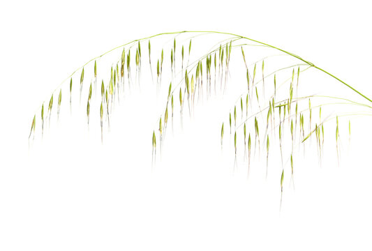 Flora of Gran Canaria -  Avena fatua common wild oats