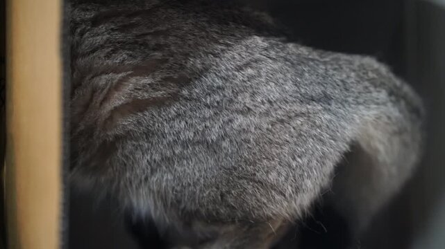 Gray Cat Tail Soft Fur Curled Close Up Relaxed Cozy Domestic Feline Pet Indoors with Brown Tabby Cat Green Eyes Thick Gold Chain Collar Lying Down Subtle Texture Gentle Calm Environment Home Setting