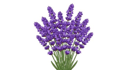 Fototapeta premium Bouquet of purple lavender flowers on green stems against white background purple flowers floral arrangement