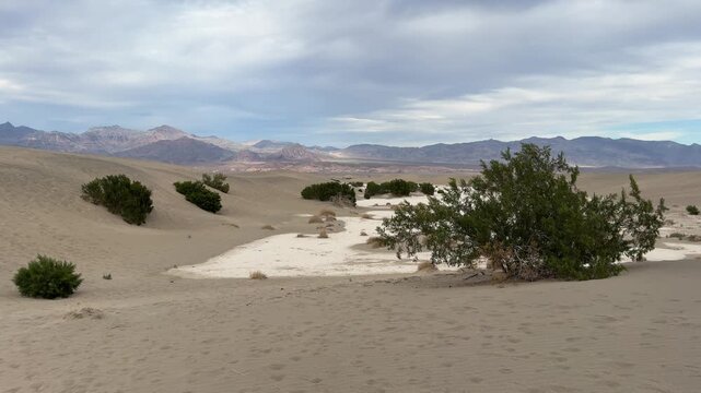 steady view of the Mesquite Flat Sand Dunes in Death Valley National Park. Featuring desert shrubs, rolling sand dunes, and mountain ranges under an overcast sky.