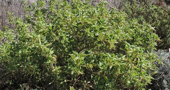 Golden-leaved Jerusalem sage (Phlomis chrysophylla), small, compact bushy shrub offering decorative, thick and downy, grey-green foliage with golden highlights on stems buffeted by mistral wind