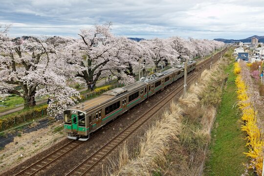 A local train (fast moving and blurred) dashing on the JR Tohoku Main Line under a long row of cherry blossom trees (Sakura Namiki; Hitome Senbonzakura) by Shiroishi River, in Shibata, Miyagi, Japan