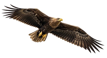 Fototapeta premium Brown eagle flying with outstretched wings on white background bird