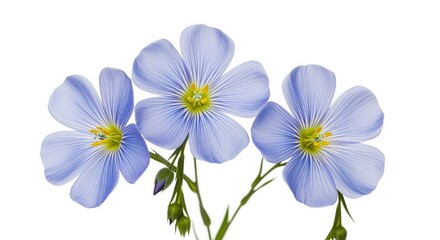 Fototapeta premium Three delicate blue flowers with yellow centers and green stems against a white background. The blooms feature thin, veined petals creating a soft, graceful appearance.