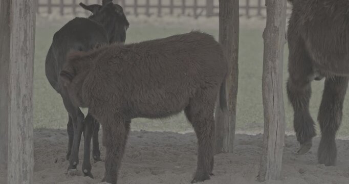 Young Baudet du Poitou donkey Exploring Ground Under Rustic Shelter