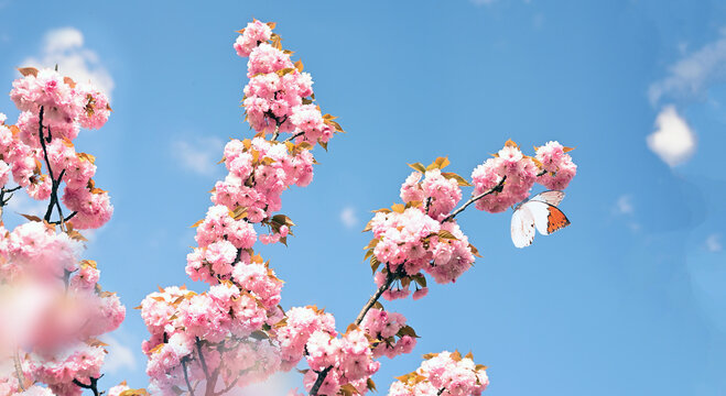 Branch of blossoming sakura cherry on spring background, butterfly in spring on nature outdoors.