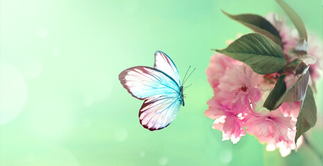 Obraz premium Branch of blossoming sakura cherry on spring background, butterfly in spring on nature outdoors.