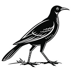 Obraz premium Rail Bird Illustration with Long Tail Vector